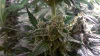 TH Seeds S.A.G.E. - foto de loveweed27