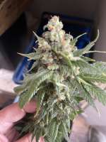 Pic for Back to the Future #2 (Tastebudz Seeds)