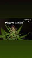 Imagen de Thebakerygenetics (Margarita Madness)