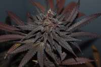 The Bakery Genetics Martian Punchbowl - foto de MiMonsterbud