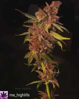 The Bakery Genetics Razzberry Tartz - foto de Thebakerygenetics