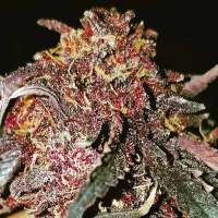 The Bakery Genetics Red Grapez - foto de Thebakerygenetics