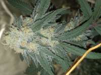 The Bank Genetics Cherry Zephyr - foto de PremiumSeeds