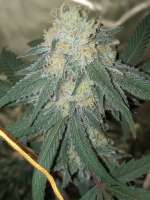 The Bank Genetics Cherry Zephyr - foto de PremiumSeeds