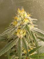 The Bank Genetics Cherry Zephyr - foto de PremiumSeeds