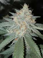 The Bank Genetics Cross-Fire Hurricane - foto de PremiumSeeds