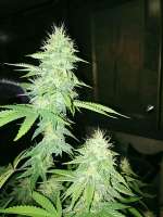 The Bank Genetics Diesel Train - foto de Igrowchilies