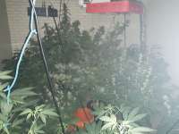 The Bank Genetics Orange Blossom Express - foto de BuddyJunior420