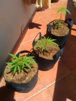 Imagen de randomgrower (The White x Mandala Purple Nr1)