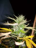 The Bulldog Seeds Blue Dream - foto de BlueFox