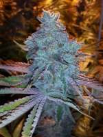 Imagen de grinspoon (Girl Scout Cookies)