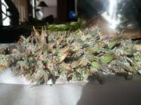 Imagen de TTrichrome (Grape Kush)