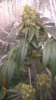 Imagen de BigGreen56 (Jamaican OG)