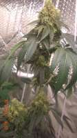 Imagen de BigGreen56 (Jamaican OG)