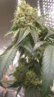 Imagen de BigGreen56 [Jamaican OG]