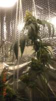 Imagen de BigGreen56 [Jamaican OG]