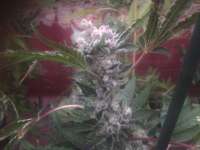 Imagen de admin (Larry OG Kush)