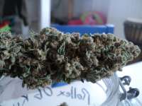 Imagen de loveweed27 (Rollex OG Kush)