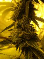 Imagen de loveweed27 (Rollex OG Kush)