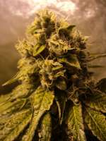 Imagen de loveweed27 (Rollex OG Kush)