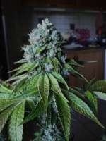 Imagen de loveweed27 (Rollex OG Kush)