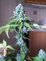 Imagen de loveweed27 (Rollex OG Kush)