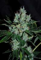 Imagen de Jubei [Strawberry Sour Diesel]