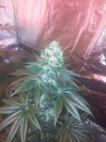 Imagen de admin (Strawberry Sour Diesel)