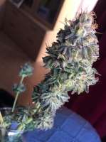 Imagen de Quetelojuma [Strawberry Sour Diesel]