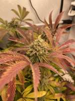 The Grateful Seeds Orange Groovye - foto de TGrow