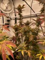 The Grateful Seeds Orangina - foto de TGrow