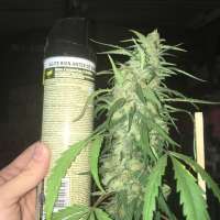 The KushBrothers Seeds Yellowstone - foto de LordMaul