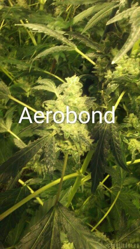 Third Eye Genetics Aero Bond