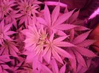 Imagen de triceratopsgardens (Chocolate Glue)