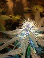 Third Eye Genetics Himalayan Witch Hunt - foto de triceratopsgardens