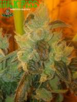 Third Eye Genetics Hulk Piss - foto de ThirdEyeGenetics