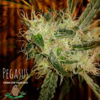 Third Eye Genetics Pegasus - foto de ThirdEyeGenetics