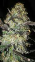 Third Eye Genetics Sorcerer - foto de Dankquantum