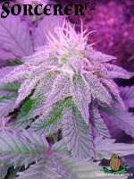 Third Eye Genetics Sorcerer - foto de ThirdEyeGenetics