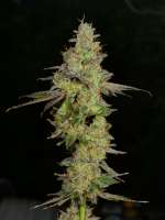 Imagen de pupilfam (Garlic Breath)