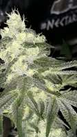 Imagen de Dutchman420 (Glukie Breath)