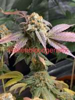 ThugPug Genetics Peanut Butter Breath - foto de Alienbloodgenetix