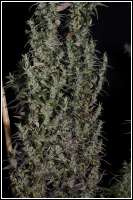 Tom Hill Haze - foto de admin