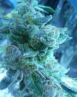 Top Dawg Seeds Star Cookies - foto de Mg2009