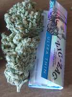 Top Dawg Seeds Super Silver Star - foto de Samiam