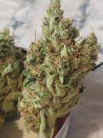 Top Dawg Seeds Super Silver Star - foto de Samiam