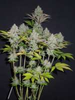 Top Seedcret Sour Yeti - foto de Cultivator420