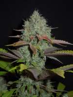 Top Seedcret Sour Yeti - foto de Cultivator420