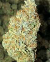 Treeology Genetics White Fruit of Atlantis - foto de DisastaGreenThumb