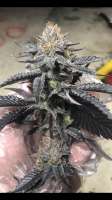 Triple Ott Organics Oregon Mintz - foto de Beseeding